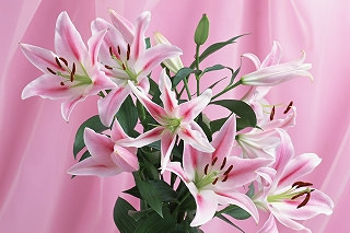 カルチャー科～初心者のためのフラワーアレンジメント～